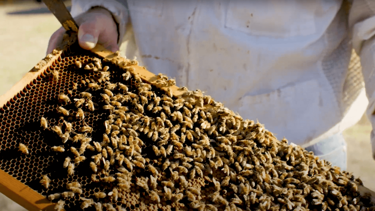 Episode 4 | The Queen Bee